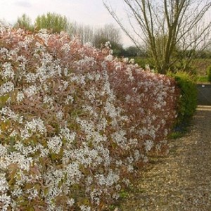 Amélanchier de lamarck - racine nue - amelanchier lamarckii - 25 x 40-60 cm