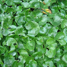 Asaret, cabaret - asarum europaeum  - godet 9x9 cm