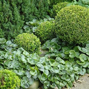 Asaret, cabaret - asarum europaeum  - godet 9x9 cm