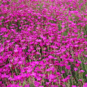 Œillet couché  - dianthus deltoides 'splendens'  - godet 9x9 cm