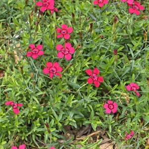 Œillet couché  - dianthus deltoides 'splendens'  - godet 9x9 cm