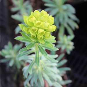 Euphorbe des vallons - euphorbia characias  - godet 9x9 cm