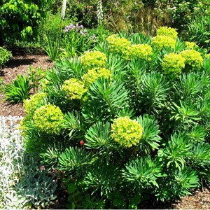 Euphorbe des vallons - euphorbia characias  - godet 9x9 cm