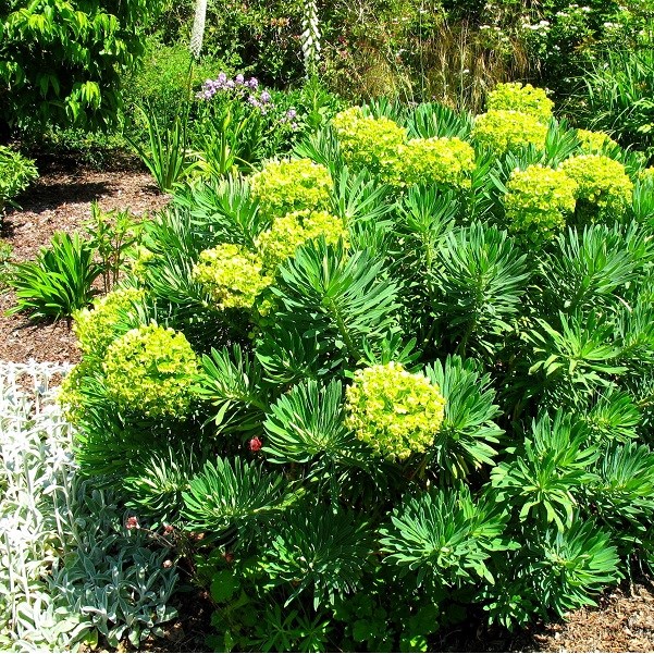 Euphorbe des vallons - euphorbia characias - godet 9x9 cm