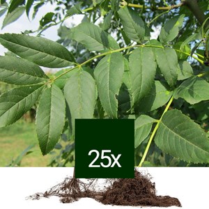 Frêne commun - racine nue - fraxinus excelsior  - 25 x 60-90 cm racines nues