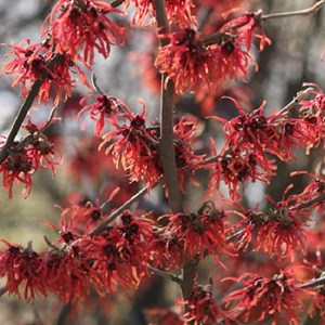 Noisetier de sorcière  - hamamelis intermedia 'diane'  - 40-60 cm pot