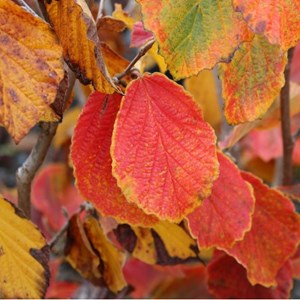 Noisetier de sorcière  - hamamelis intermedia 'diane'  - 40-60 cm pot