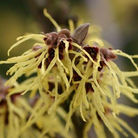 Noisetier de sorcière  - hamamelis intermedia 'pallida'  - 40-60 cm pot