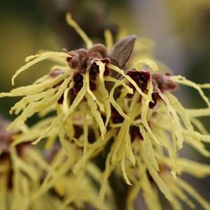 Noisetier de sorcière  - hamamelis intermedia 'pallida'  - 40-60 cm pot