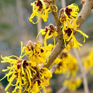 Noisetier de sorcière  - hamamelis intermedia 'pallida'  - 40-60 cm pot