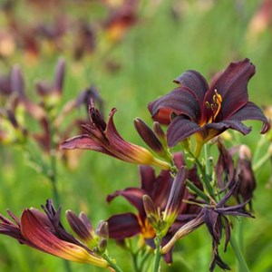 Lis d'un jour, hémérocalle - hemerocallis 'american revolution' - godet 9x9 cm