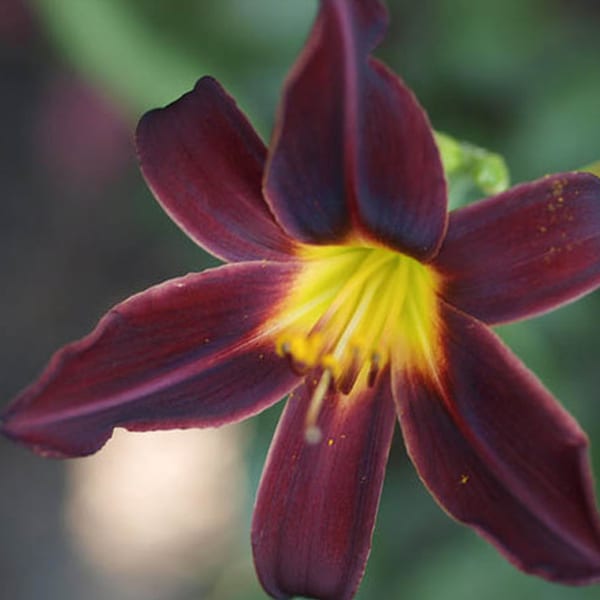 Arborix - 6 x lis d'un jour, hémérocalle - hemerocallis 'american revolution' - godet 9x9