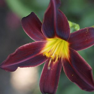 Lis d'un jour, hémérocalle - hemerocallis 'american revolution' - godet 9x9 cm