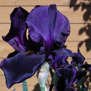Iris des jardins  - iris germanica 'black knight'  - godet 9x9 cm