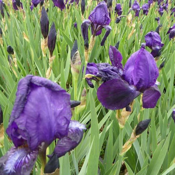 6 x iris des jardins - iris germanica 'black knight' - godet 9x9 cm