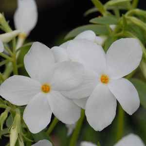 Phlox rampant  - phlox stolonifera 'ariane'  - godet 9x9 cm