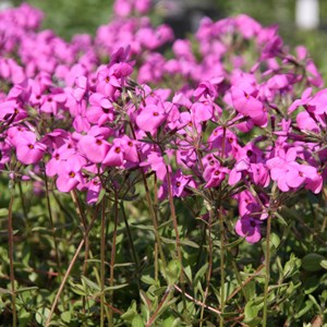 Phlox rampant  - phlox stolonifera 'pink ridge'  - godet 9x9 cm