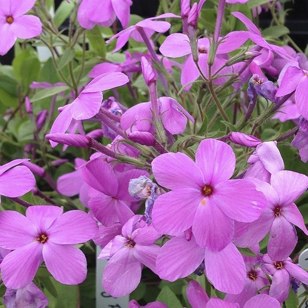 Arborix - 6 x phlox rampant - phlox stolonifera 'pink ridge' - godet 9x9 cm