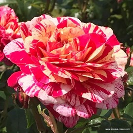 Rosier kordes - rosa 'abracadabra'®