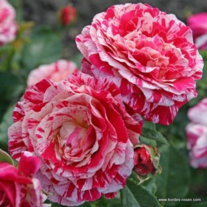 Rosier kordes - rosa 'abracadabra'®