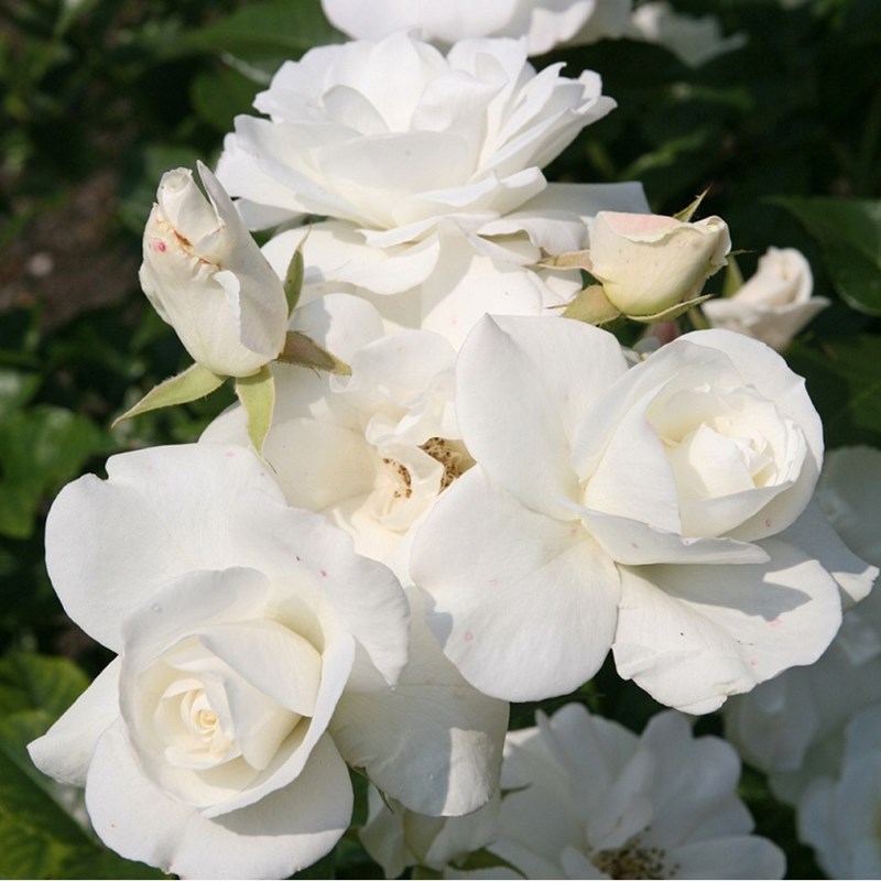 Rosa - rosier grimpante - rosa 'climbing schneewittchen'