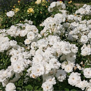 Rosa  - rosier grimpante - rosa 'climbing schneewittchen'