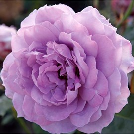 Rosa  - kordes rose des fées - rosa 'novalis'