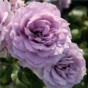 Rosa  - kordes rose des fées - rosa 'novalis'