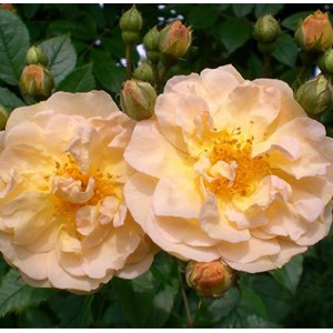 Rosa  - rosier grimpante - rosa 'ghislaine de féligonde'