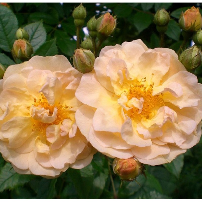 Rosa - rosier grimpante - rosa 'ghislaine de féligonde'