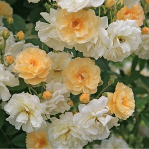 Rosa  - rosier grimpante - rosa 'ghislaine de féligonde'