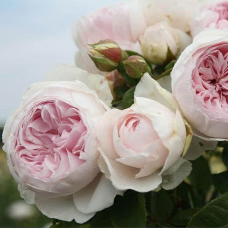 Arborix - Rosa - kordes parfuma® rosier - rosa 'herzogin christana'®
