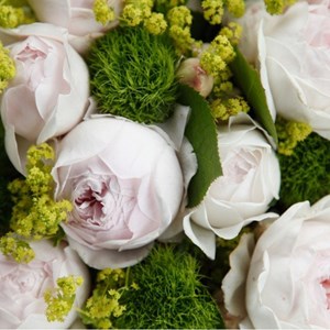 Rosa  - kordes parfuma® rosier - rosa 'herzogin christana'®