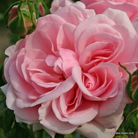 Rosa  - rosier kordes - rosa 'home and garden'®