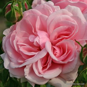 Rosa  - rosier kordes - rosa 'home and garden'®