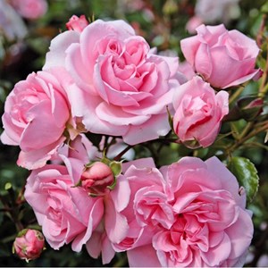 Rosa  - rosier kordes - rosa 'home and garden'®