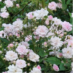 Rosa  - rosier grimpante - rosa 'paul's himalayan musk'