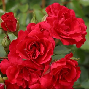 Rosa  - kordes rigo-rosier - rosa 'rotilia'®