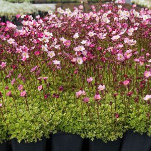 Saxifrage d'arends 'blütenteppich' - saxifraga 'blutenteppich'  - godet 9x9 cm