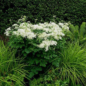 Pigamon  - thalictrum aquilegifolium 'album'  - godet 9x9 cm