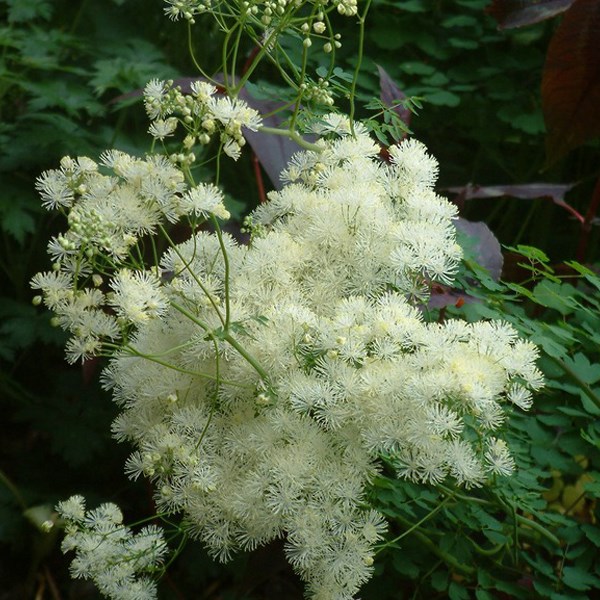 Arborix - 6 x pigamon  - thalictrum aquilegifolium 'album'  - godet 9x9 cm