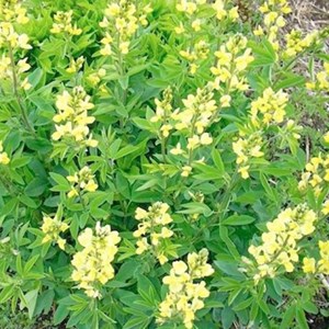 Lupin de printemps - thermopsis lanceolata  - godet 9x9 cm