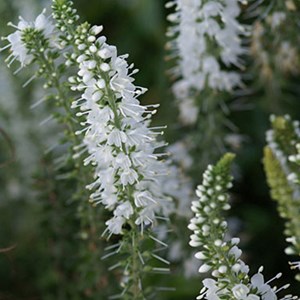 Véronique en épis  - veronica spicata 'alba'  - godet 9x9 cm