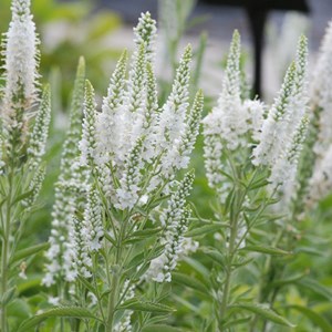 6 x véronique en épis  - veronica spicata 'alba'  - godet 9x9 cm