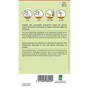 Laitue dynamite - ca. 0,6 gr (livraison gratuite)