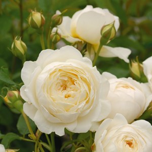 Rosier anglais 'claire austin' - rosa 'claire austin'®  - pot