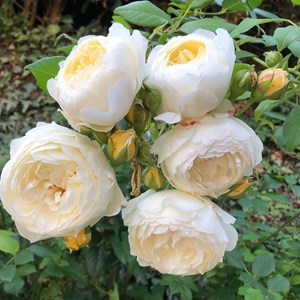 Rosier anglais 'claire austin' - rosa 'claire austin'®  - pot