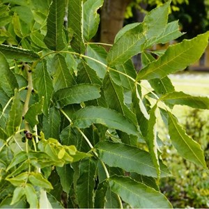 2 x frêne commun - racine nue - fraxinus excelsior - 25 x 60-90 cm racines nues