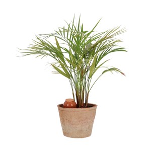 Arrosoir olla pour plantes d'intérieur