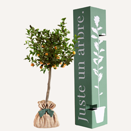 Calamondin - idée cadeau